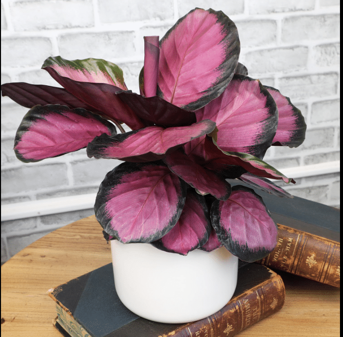 Purple Calathea in ceramic pot